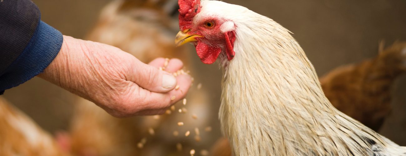 white rooster eating from wrinkled hand